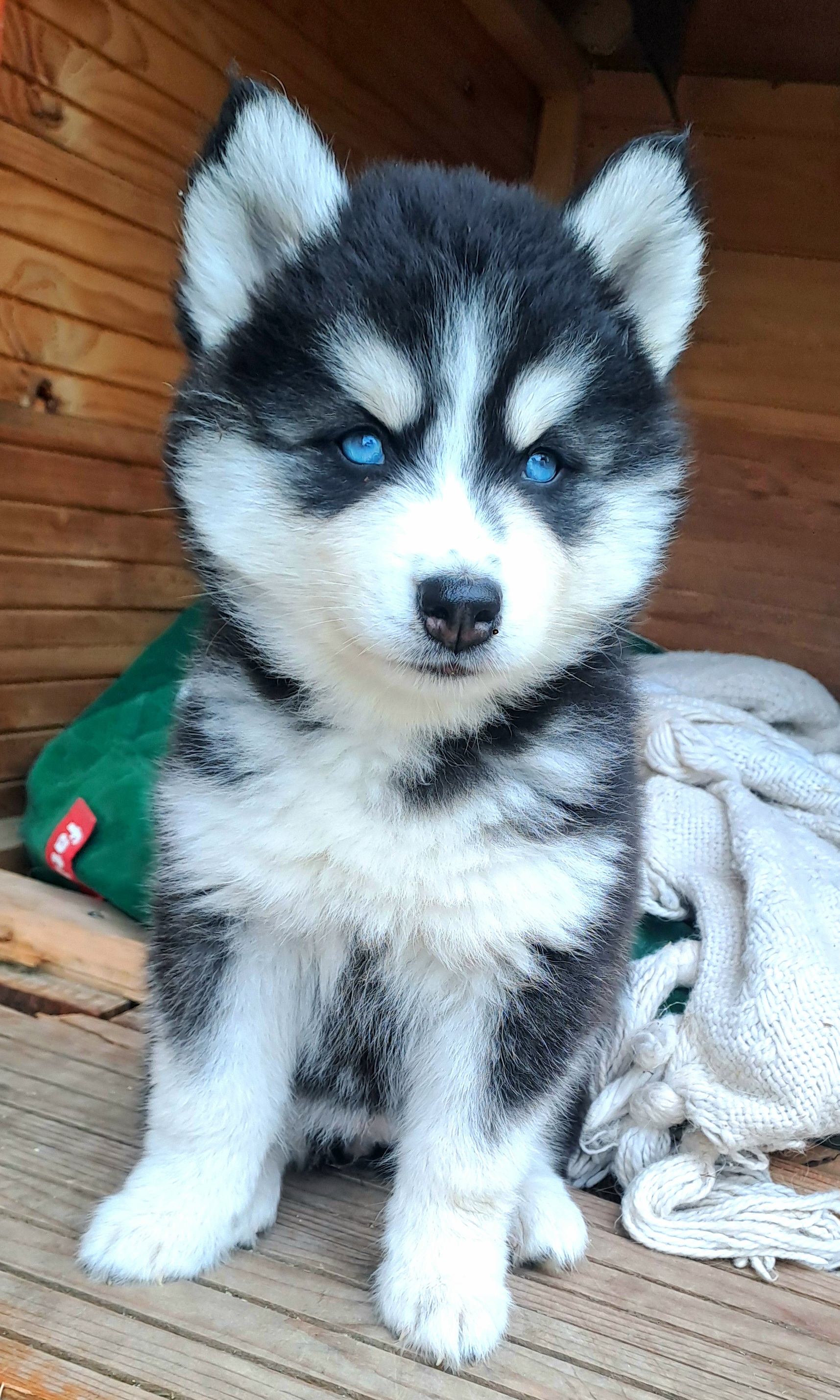 Domaine du Grand Loup -Élevage de Pomsky à Beautheil-Saints